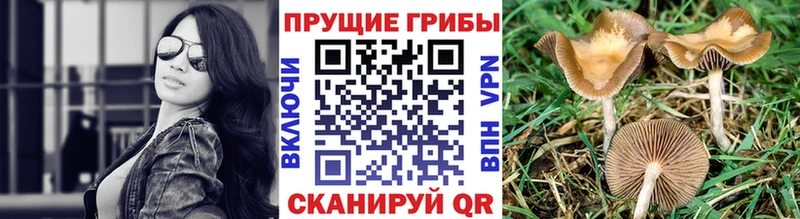 Псилоцибиновые грибы GOLDEN TEACHER  Купить  Приморск 